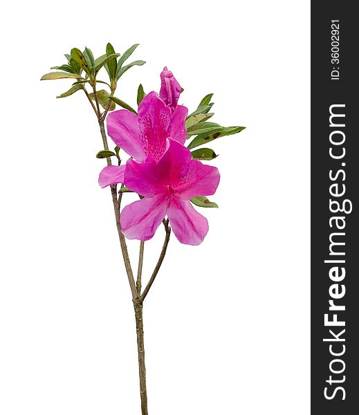 Pink azalea isolated on white background