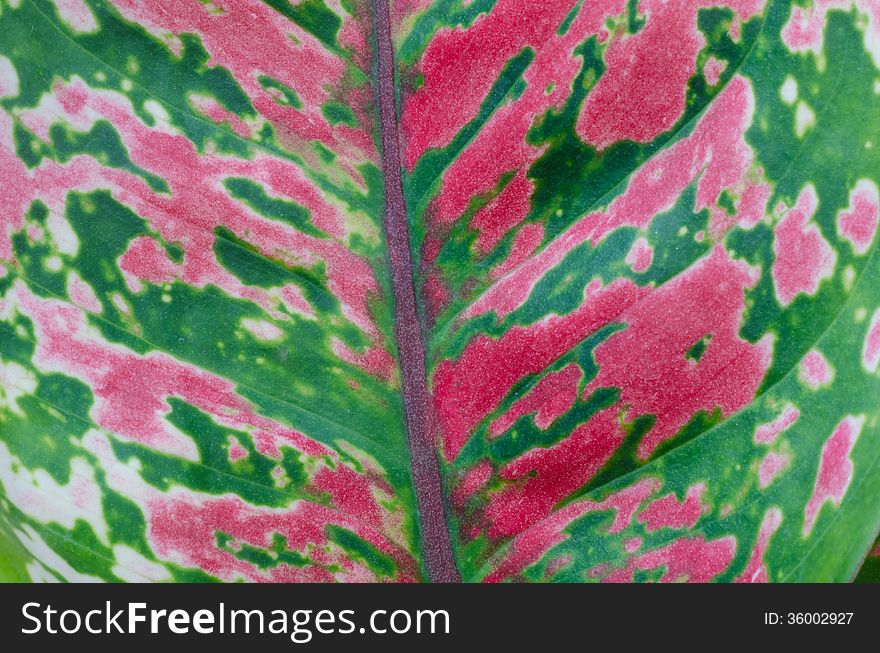 Close up aglaonema texture background