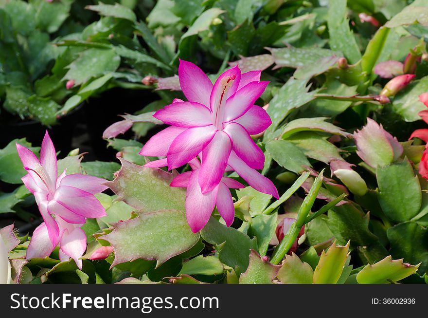 Close up Christmas Cactus (schlumbergera). Close up Christmas Cactus (schlumbergera)