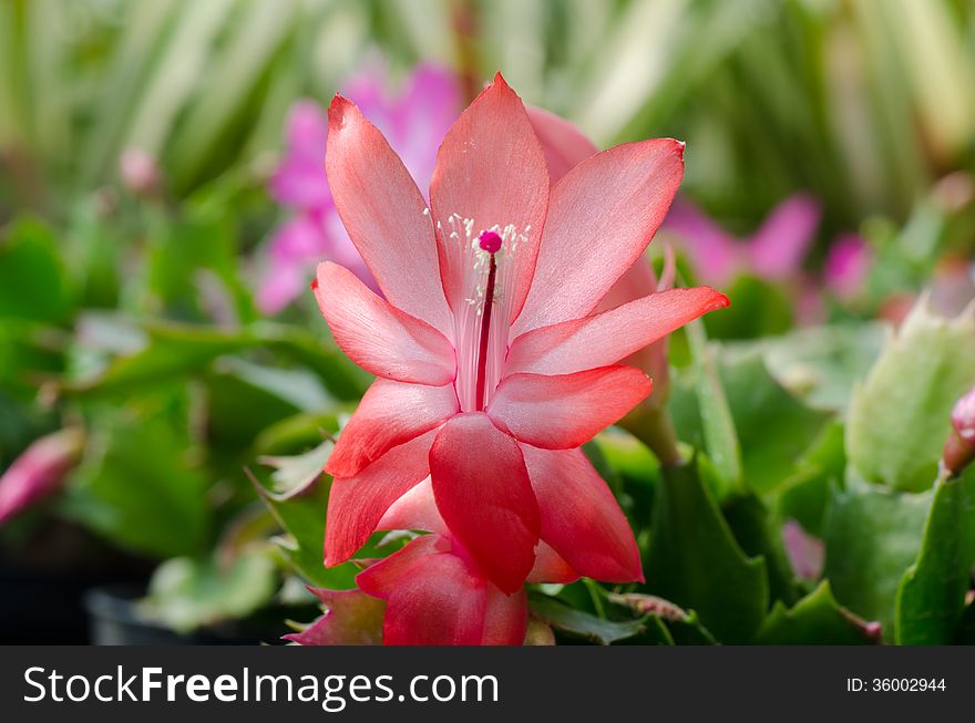 Close up Christmas Cactus (schlumbergera). Close up Christmas Cactus (schlumbergera)