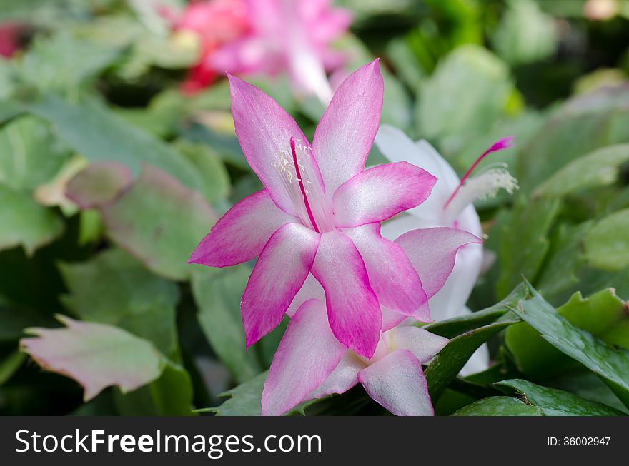 Close up Christmas Cactus (schlumbergera). Close up Christmas Cactus (schlumbergera)