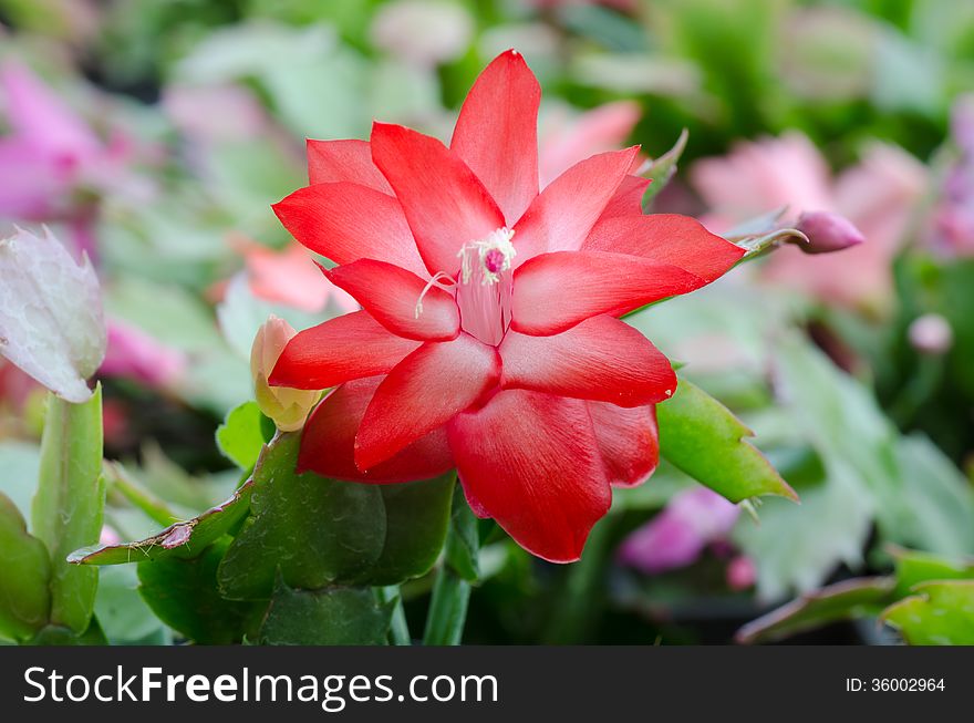 Close up Christmas Cactus (schlumbergera). Close up Christmas Cactus (schlumbergera)