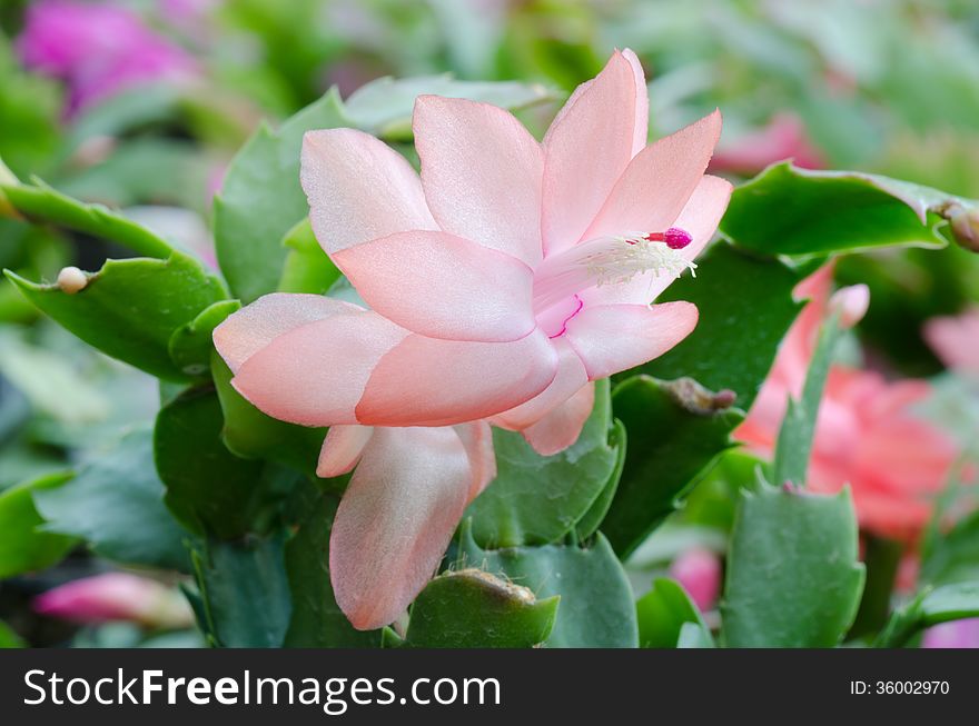 Close up Christmas Cactus (schlumbergera). Close up Christmas Cactus (schlumbergera)