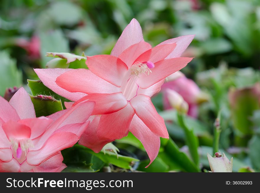 Close up Christmas Cactus (schlumbergera). Close up Christmas Cactus (schlumbergera)