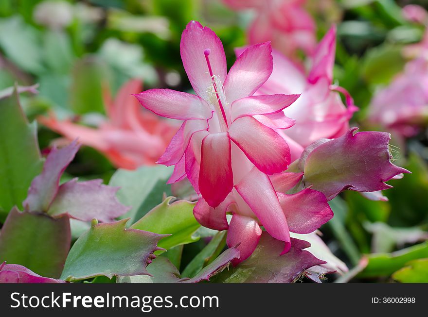 Close up Christmas Cactus (schlumbergera). Close up Christmas Cactus (schlumbergera)