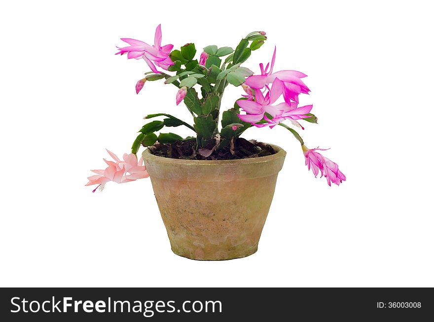 Christmas Cactus &x28;schlumbergera&x29