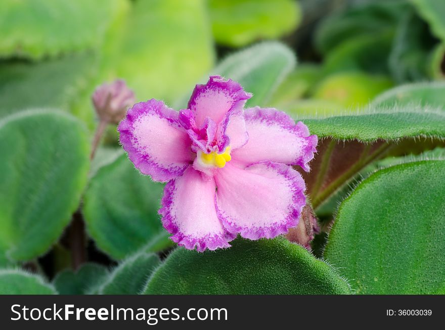 Close up of african violet flower