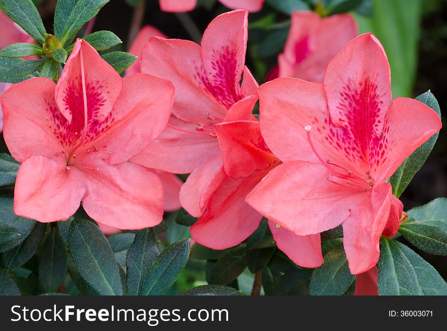 Azalea &#x28;Rhododendron simsii Planch&#x29