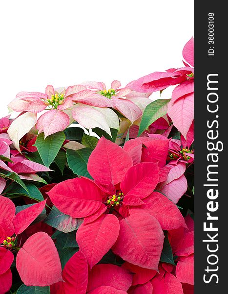 Christmas Or Poinsettia