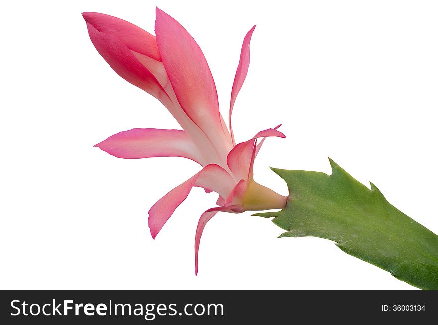 Christmas Cactus &x28;schlumbergera&x29