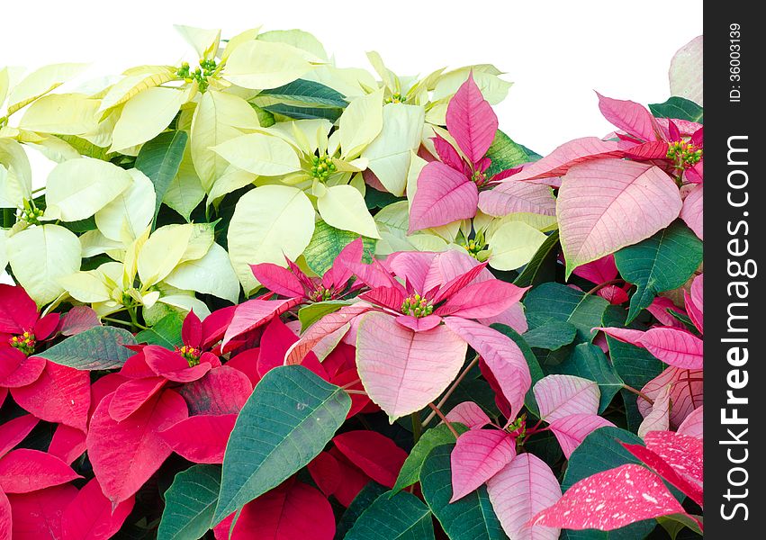 Christmas or Poinsettia isolated white background