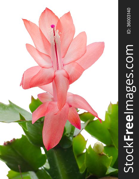 Christmas Cactus (schlumbergera) isolated on white background. Christmas Cactus (schlumbergera) isolated on white background