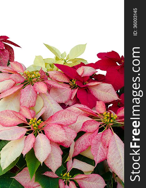 Christmas Or Poinsettia