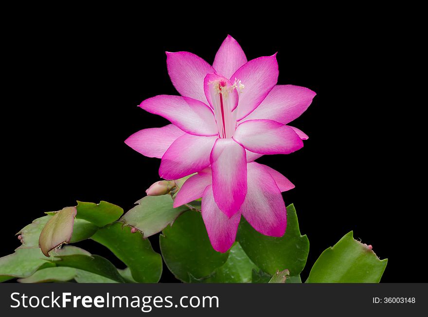 Pink Christmas Cactus (schlumbergera) isolated on black background. Pink Christmas Cactus (schlumbergera) isolated on black background