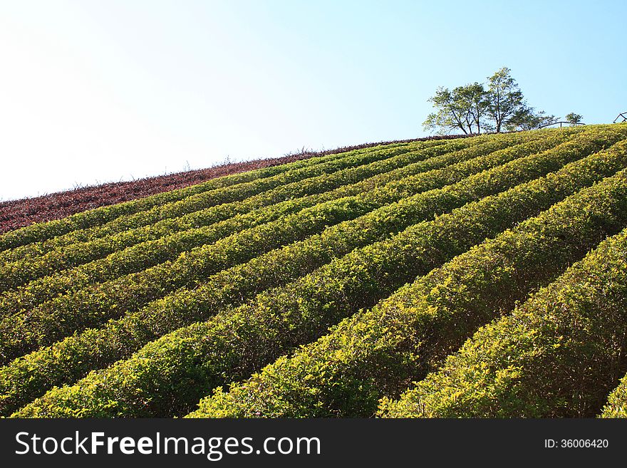 This is a photo of the hillside tea. This is a photo of the hillside tea.