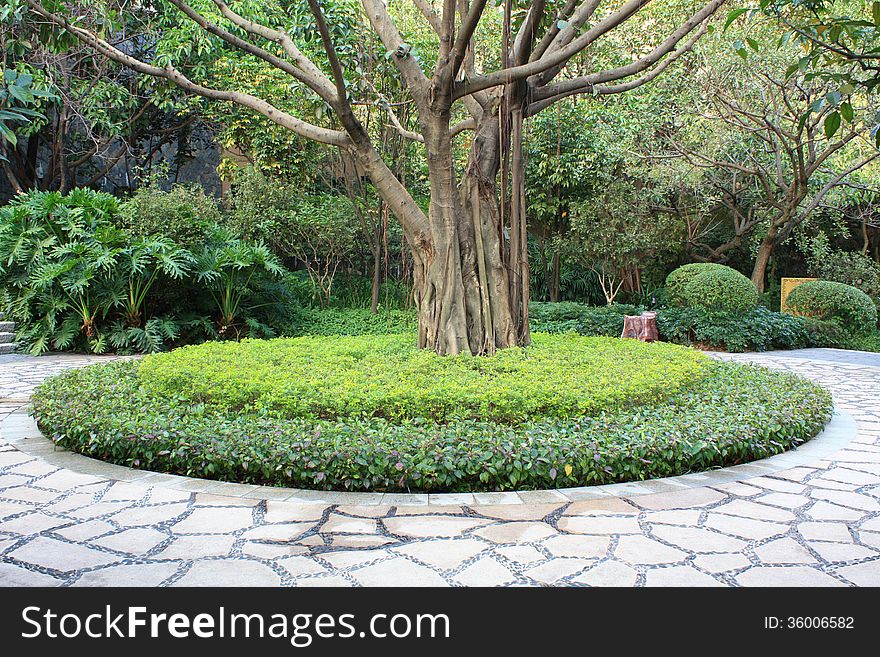 This is a park banyan pictureã€‚. This is a park banyan pictureã€‚