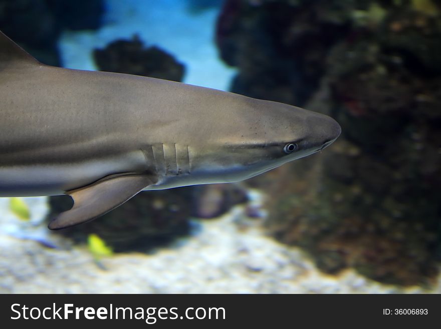 Closeup portrait of shark moving under blue water