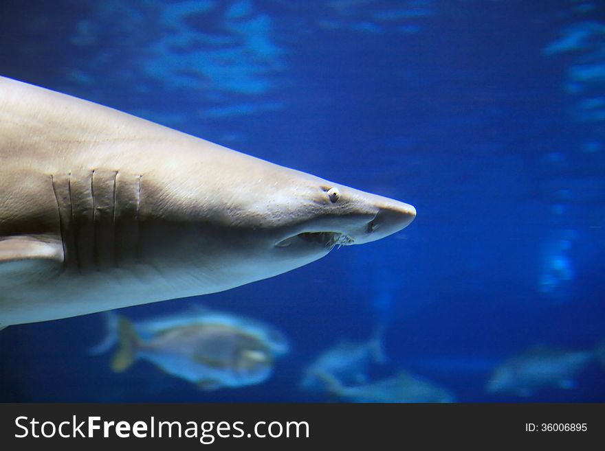 Closeup portrait of shark moving under blue water