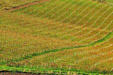 Sicilian Vineyards In Autumn Time Stock Images