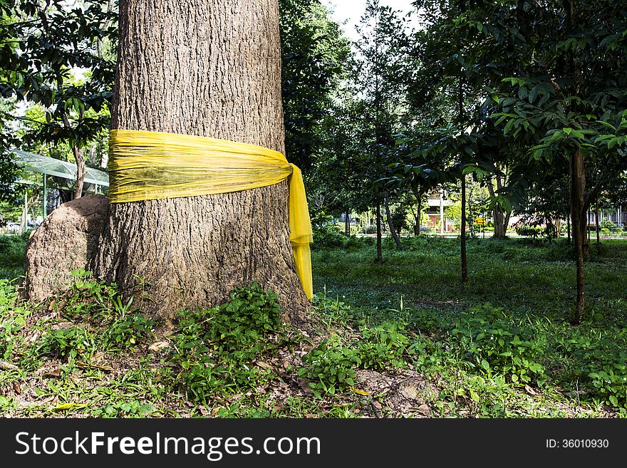 Community forest ordination is save the tree from cutting