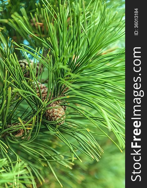 Closeup branch spruce with cones, christmas background