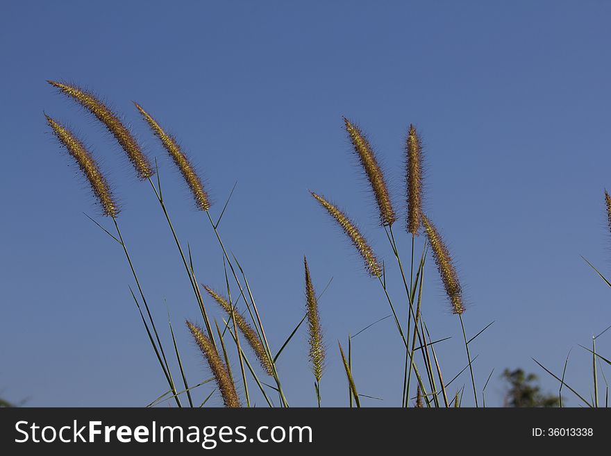 Grass field with its flowers