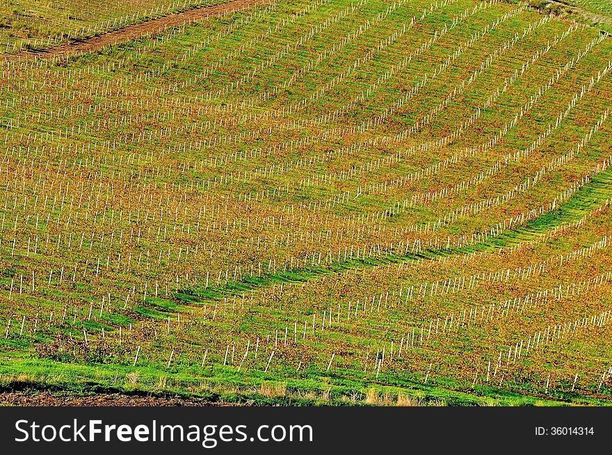 Sicilian vineyards in autumn time