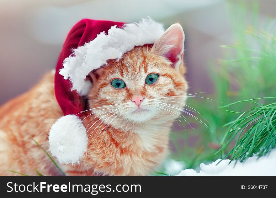 Little kitten wearing Santa's hat outdoors. Little kitten wearing Santa's hat outdoors
