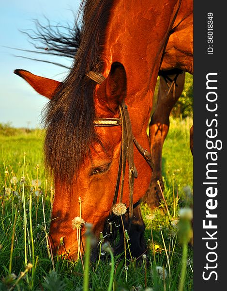 Horse chewing the grass on a sunny green meadow. Horse chewing the grass on a sunny green meadow