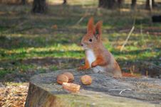 Squirrel Sitting On A Stump Is Eating A Nut Stock Photo