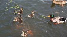 Duck With Ducklings Swimming In The Pond Stock Photography