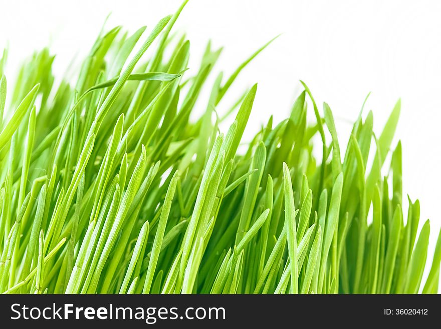 Green grass isolated on white background. Green grass isolated on white background