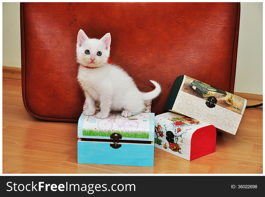 Beautiful white cat playing with some wooden boxes.