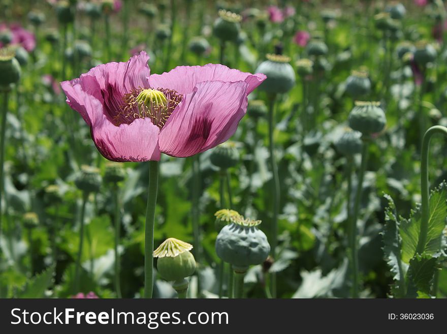 The purple poppy flower in field. The purple poppy flower in field