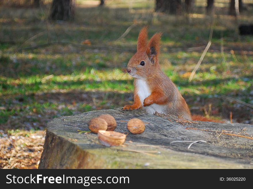 Squirrel sitting on a stump is eating a nut