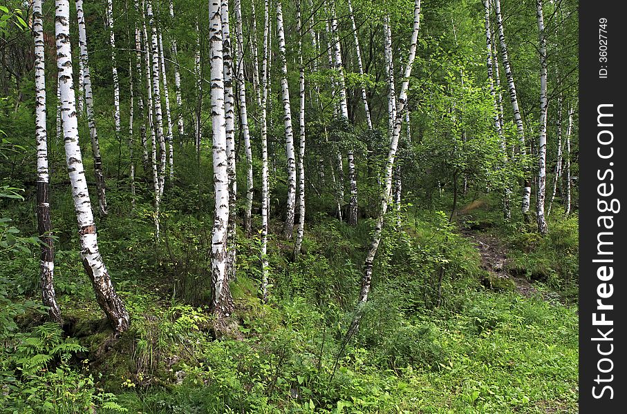 Wet Mixed Forest On The Hillside Sinyuha.