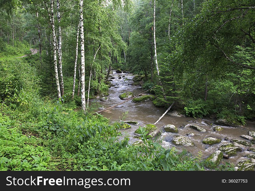 Belokurikha river in the forest on the hillside Sinyuha.