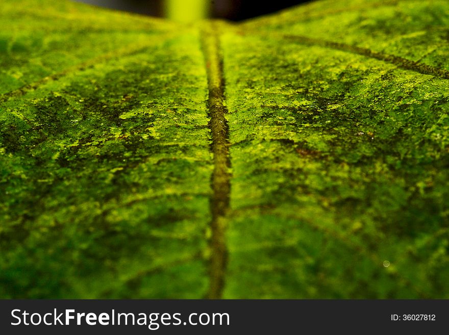 Macro photography of a green leaf. Macro photography of a green leaf.