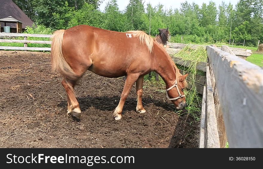 Altai Horse Breed