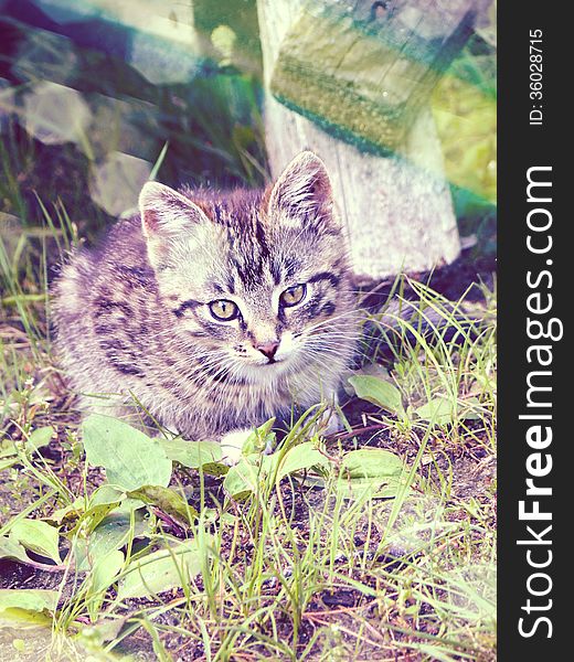 Vintage photo of cute little tabby cat. Vintage photo of cute little tabby cat.
