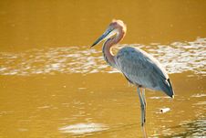 Goliath Heron Stock Photos Goliath Heron Stock Photos
