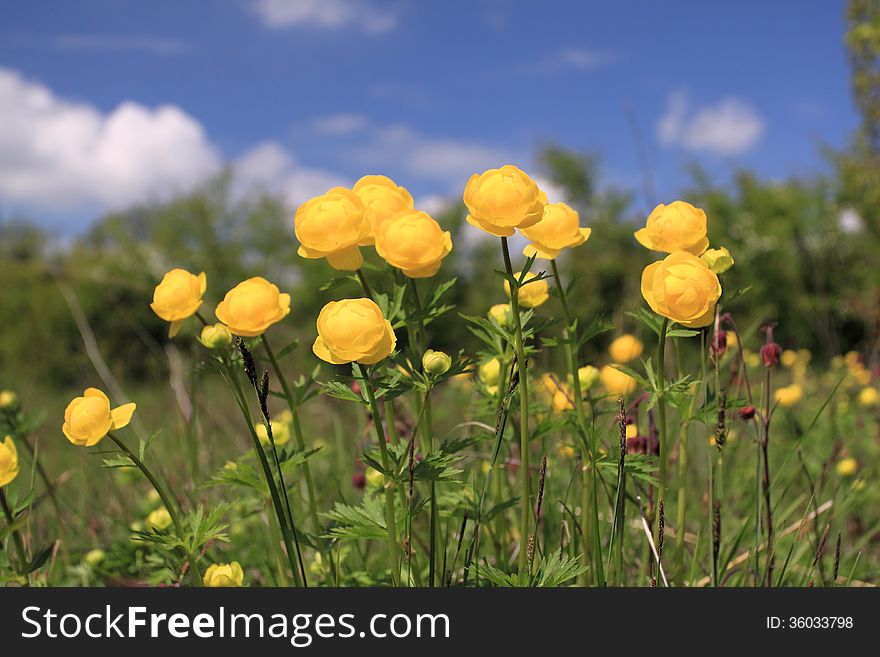 Globeflower (Trollius) blooms in a meadow - nature in Poland