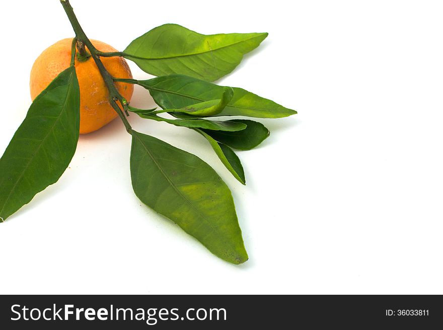 Tangerine on stick with leaves