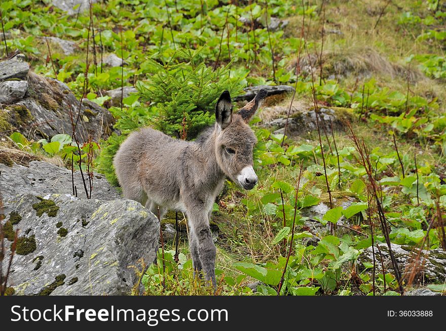 One day old little donkey. One day old little donkey