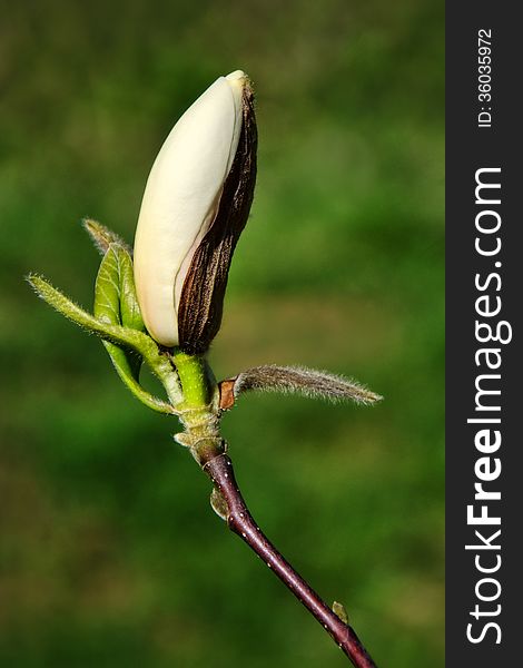 Magnolia bud ready to blossom. Magnolia bud ready to blossom