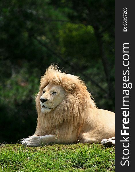 A white lion( Panthera leo krugeri ) - with a rare colour mutation - reclines on a grassy mound in a big cat sanctuary in South Africa. A white lion( Panthera leo krugeri ) - with a rare colour mutation - reclines on a grassy mound in a big cat sanctuary in South Africa.