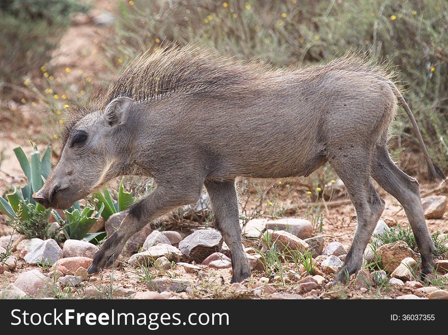 A juvenile warthog picks its way though the veld in search of roots and tubers in the Addo region of South Africa.