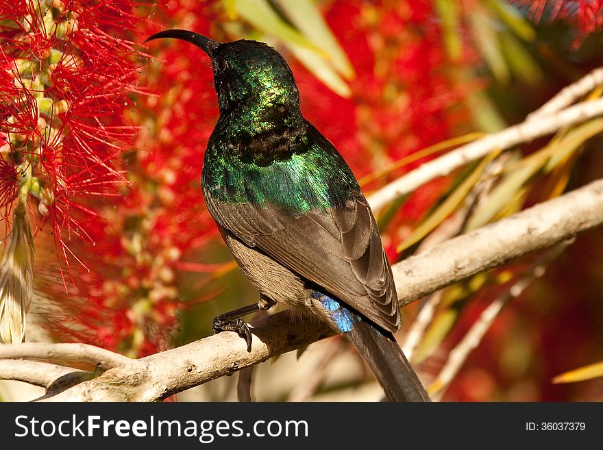 A brilliant green Southern Double Collared sunbird ( Cinnyris chalybeus ) feeds on the nectar of bright red bottlebrush flowers in South Africa. A brilliant green Southern Double Collared sunbird ( Cinnyris chalybeus ) feeds on the nectar of bright red bottlebrush flowers in South Africa.