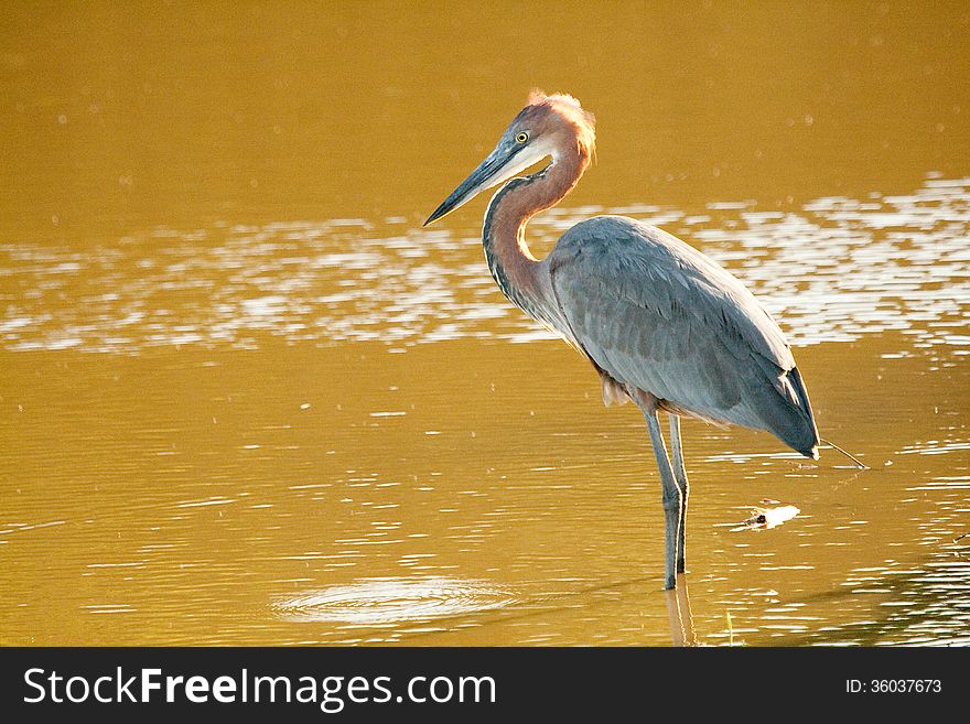 A Goliath Heron ( Ardea goliath ) or Giant Heron wading in a lake in South Africa.