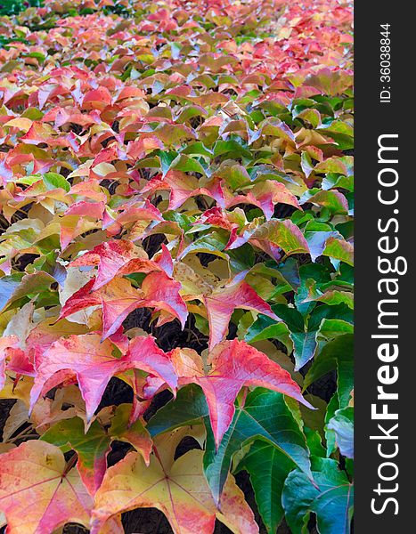 Grape Ivy leaves on a wall in autumn season. Grape Ivy leaves on a wall in autumn season